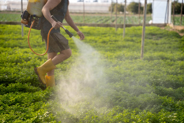 Best Wasp Removal Services  in Guymon, OK